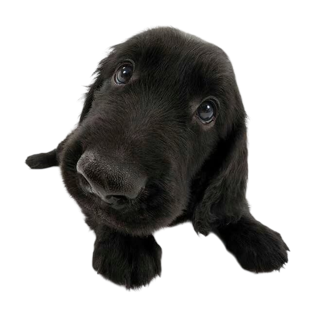 Microchip mascota